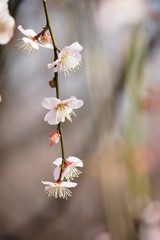 しだれ梅の花