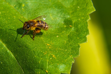 Close-up of Bee full of pollen sitting on green leaf