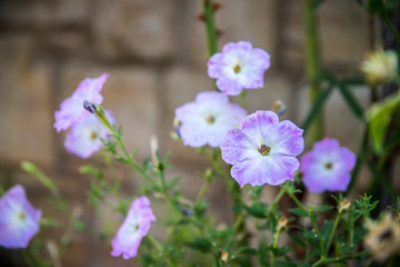 Lila Mauerblümchen im Herbst, Postkarte