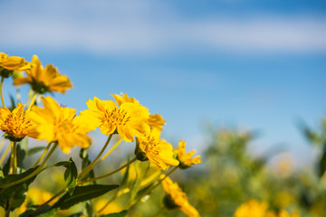 Gelbe Blüten vom Ramtillkraut am Feld
