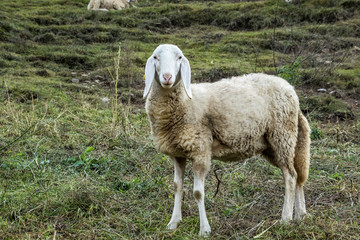 pecora