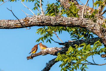 tree with birds