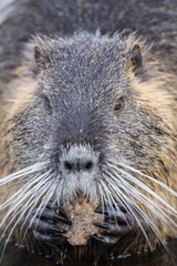 Ein Nutria frisst Brot.