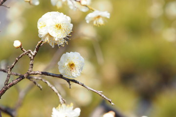 梅の花