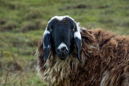 pecora nera