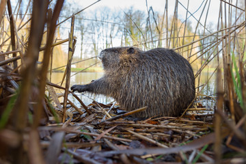 Nutria im Uferdickicht