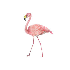 Fototapeta na wymiar Watercolor painting a pink flamingo isolated on white