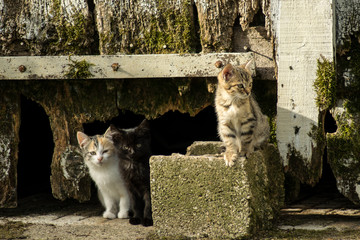 gatos