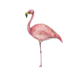 Watercolor painting a pink flamingo isolated on white