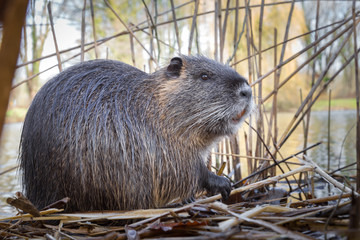 Nutria im Uferdickicht