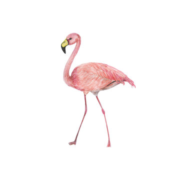 Watercolor painting a pink flamingo isolated on white © ramiia