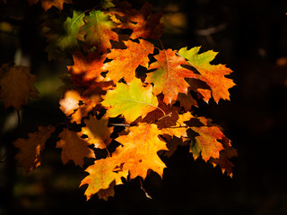 Oak branches in autumn