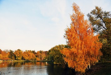 Obraz premium Yellow and green autumn trees and a pond. Russian nature.