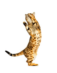 adult bengal cat looks