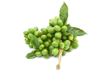 Coffee berry green on branch coffee, White background.