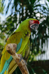 Military Macaw parrot sitting on the branch in front of palm trees