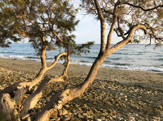 Trees on a sandy beach at sunset in Agios Fokas in Tinos island in Greece.