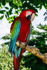 Red and Green Macaw parrot sitting on the branch in front of palm trees