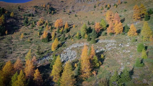 Aerial 4K - Deer in the mountains 