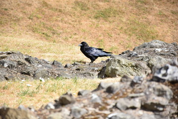 Raven on Ruined Stone Wall, England