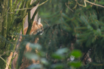 Luchs im Wald