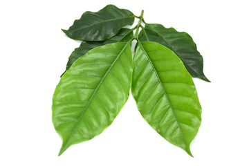 Coffee leaves green on white background.