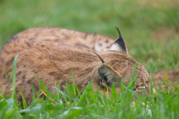 Ruhender Luchs