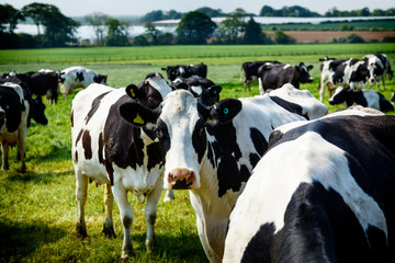 Cattle on a country farm No. 3