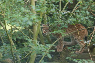 Luchswelpe auf Erkundung