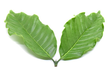 Fototapeta premium Coffee leaves green on white background.