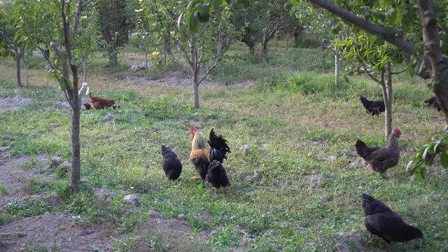 Chicken Brooding Hen And Chicks In A Farm - Powered by Adobe