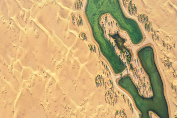 Lakes and trees in a beautiful oasis in the desert. Dubai, UAE. - obrazy, fototapety, plakaty