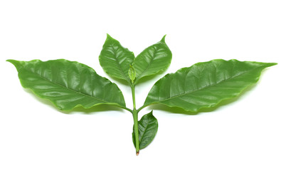 Coffee leaves green on white background.