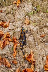 Europaean fire salamander (Salamandra salamandra) Romania, Sibiu county