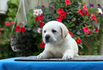 the little labrador puppy on a blue background