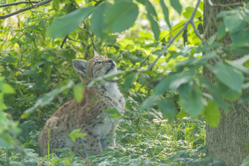 Obraz premium Młody ryś