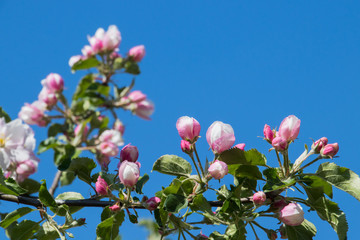 Obstbaumbl&uuml;te im Fr&uuml;hling