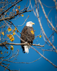 Bald Eagle in a Tree