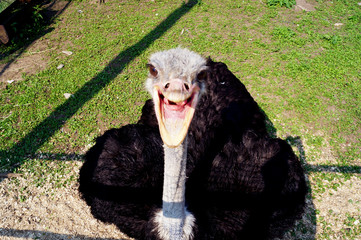 Funny ostrich is laughing