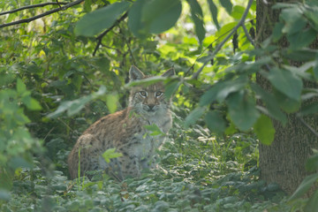 Junger Luchs