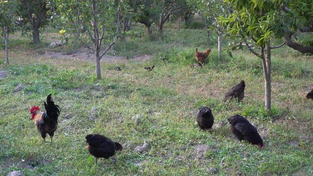 Chicken Brooding Hen And Chicks In A Farm - Powered by Adobe