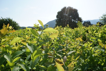 ブルーベリー畑