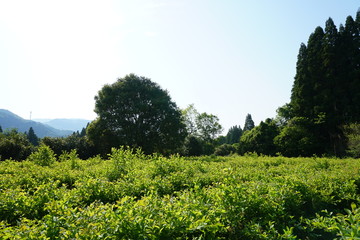 ブルーベリー畑　茶畑