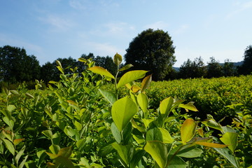 ブルーベリー畑