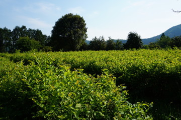 ブルーベリー畑