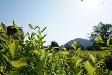 ブルーベリー畑