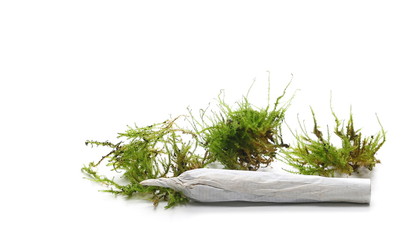 Moss and joint isolated on white background