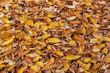 Viele Blätter im Herbst 