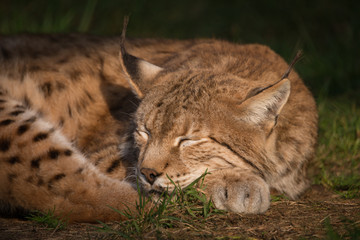 Luchs schläft in der Sonne