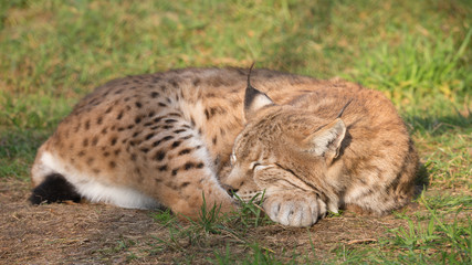 Luchs schläft in der Sonne